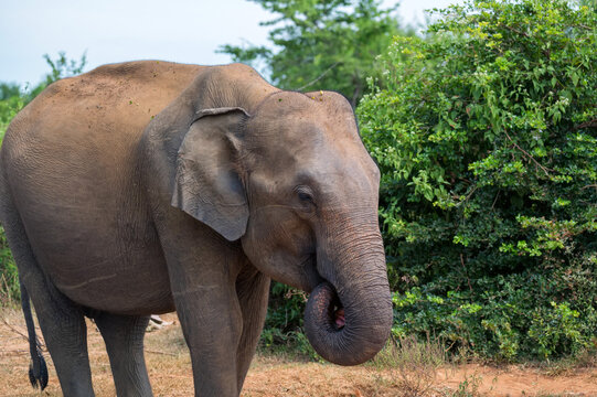 Asian elephant or elephas maximus in wild jungle