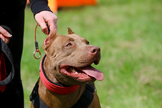 MINSK, BELARUS - 18 FEBRUARY, 2022: wrestling dog training
