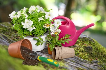 Summer garden life concept. Beautiful petunia flowers in pots outside in the garden.