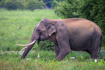 Asian tusker elephant or elephas maximus in wild jungle