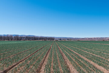 Agriculture farm scene of a crop of onions growing in rows in a field in New Mexico