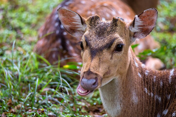 Single spotted deer or Axis in wild
