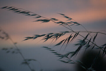 Closeup shot of oats on the background of the sunset sky