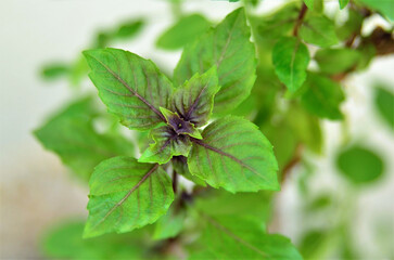 As belas folhas da Purple Basil