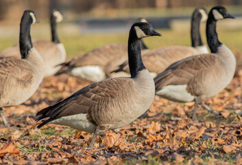 A group of Canada geese wander across autumn leaves heading to the lake. 