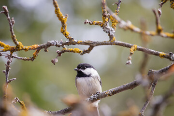 A small bird sitting on a branch