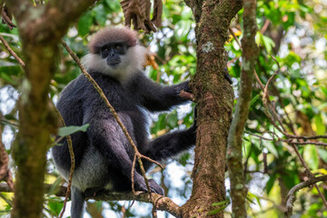Purple-faced langur or Semnopithecus vetulus in the jungle