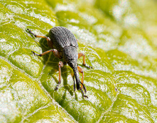 Macro shot of a beetle weevil on a green leaf