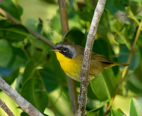 A male common yellowthroat warbler perched on a dead limb in the mangroves. 
