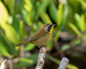 A male common yellowthroat warbler perched on a dead stick in a mangrove swamp. 