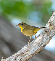 A female yellowthroat warbler perched on a dead tree limb 