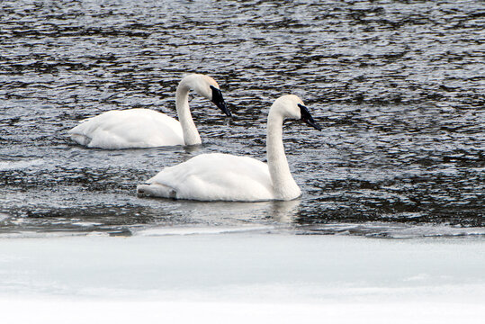 Two trumpeter swans floating on the water, Cygnus Buccinator, on the Yellowstone river.