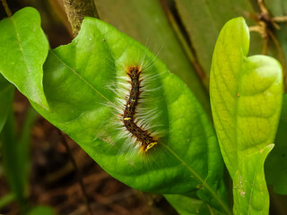 Caterpillar on a green leaf. Daylight
