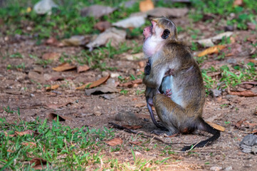 Sri-Lankan toque macaque or Macaca sinica in wild