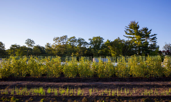 Vegetables growing on an organic farm, close up.