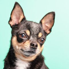 Chihuahua dog tricolor on a green background. Pet, animal.