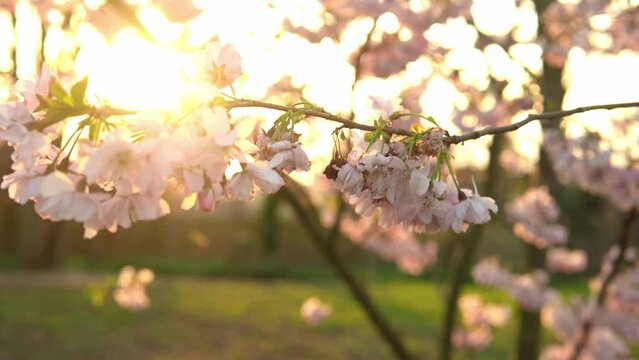 Blooming Pink Apple Tree Branches Moving On Wind In Sunny Spring Day On Background of Clear Blue Sky. Cherry Blossoms In Warm Sunlight During Sunset Background, Lens flare. Nature, Begining Concept