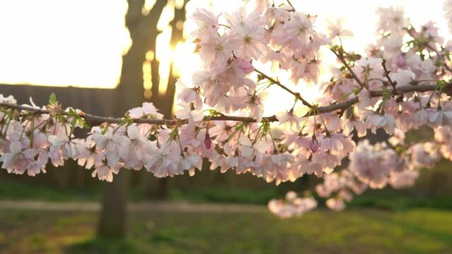 Blooming Pink Apple Tree Branches Moving On Wind In Sunny Spring Day On Background of Clear Blue Sky. Cherry Blossoms In Warm Sunlight During Sunset Background, Lens flare. Nature, Begining Concept
