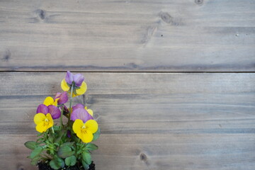 Yellow and Purple Viola Flowers Against Dark Brown Panelling with Room for Text