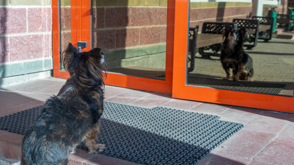Stray dog looks at his reflection in glass door on the street. A dog waiting for its owner near the...