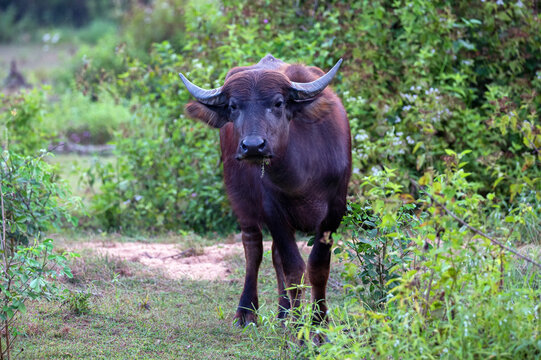 Asian water buffalo or Bubbalus bubbalis in mud