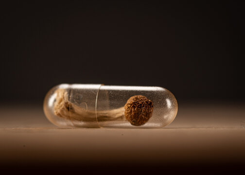 whole psilocybin mushroom inside a clear medicine capsule.on wood surface; low angle view horizontal