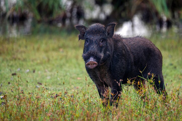 Wild Indian boar or Sus scrofa cristatus