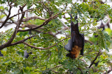 Indian flying-foxes or Pteropus medius hanging in a tree