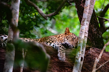 Fototapeta na wymiar Leopard or Panthera pardus kotya rest on a tree