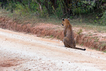Leopard or Panthera pardus kotya walks on road