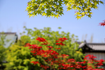 Naklejka premium 日本楓の若葉