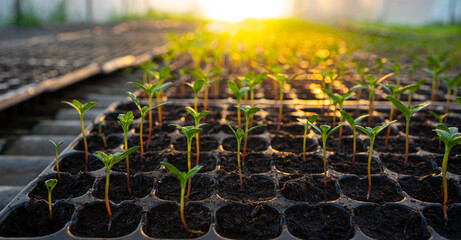 Plant photo. Small vegetables growing in seed trays. Get sunlight. Agriculture concept,...