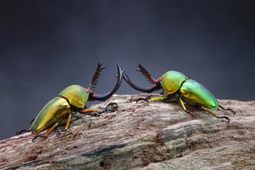 Beetle : Sawtooth beetle (Lamprima adolphinae) is a species of stag beetle in Lucanidae family...