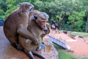 Group of Sri-Lankan toque macaque or Macaca sinica in wild