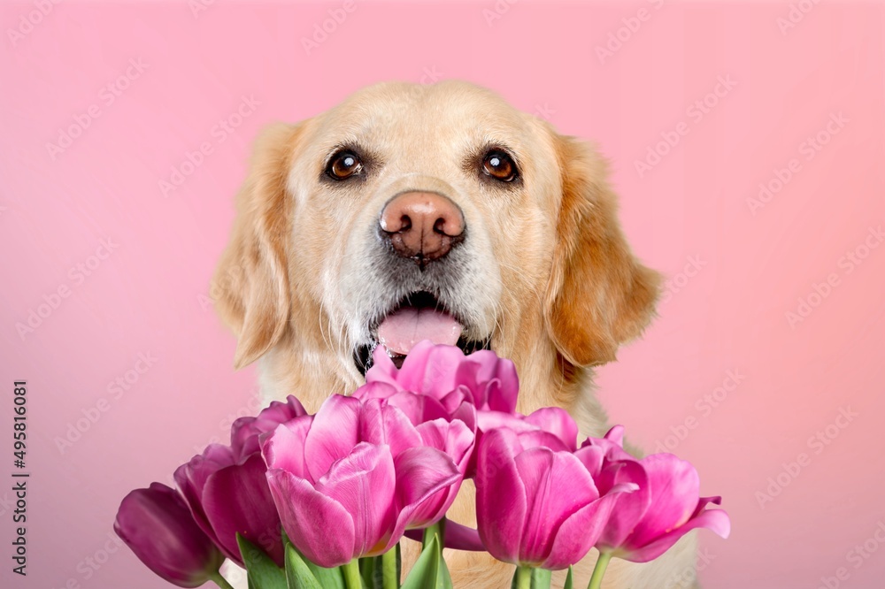 Poster Dog with a bouquet of tulips on a pink background. Valentine's Day, Women's Day, Birthday.