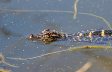 Baby American alligator in a lake, Brazos Bend State Park, Texas, USA