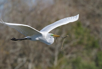 Great egret (Ardea alba) flying with a stick for building a nest,  Brazoria county, Texas, USA.