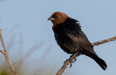 Brown-headed cowbird (Molothrus ater) male, Galveston, Texas, USA.