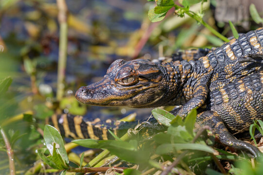 Baby American alligator in a lake, Brazos Bend State Park, Texas, USA