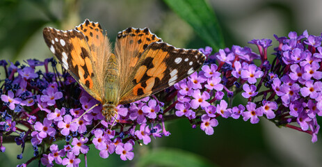 Beaune butterfly