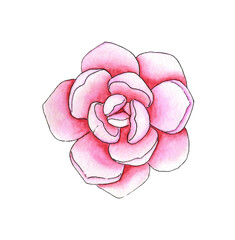 Watercolor illustration of soft pink succulent. It's perfect for postcards, posters, banners, invitations, greeting cards, prints. Isolated on white background. Drawn by hand.