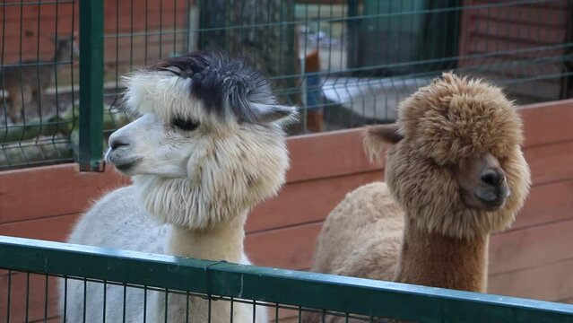 cute alpacas in the zoo