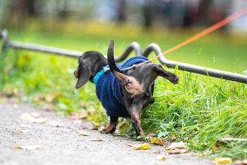 Dachshund puppy in a knitted dark blue sweater pisses, raising his hind paw on the lawn with green...