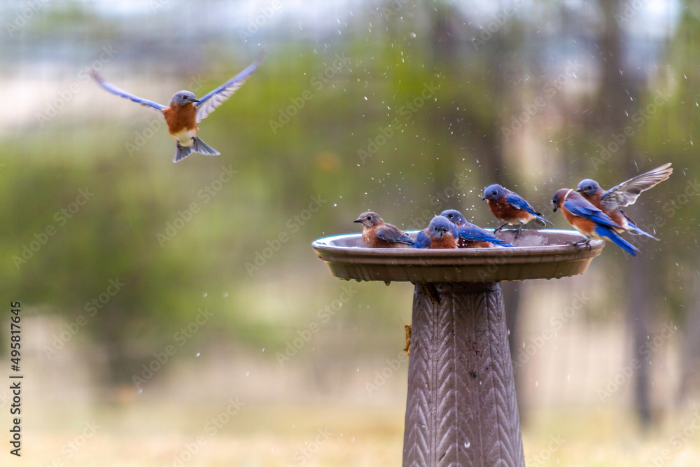 Wall mural Blue bird flying into bird bath