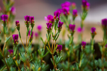 purple crocus flowers