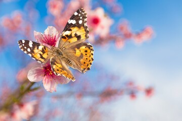 Fototapeta na wymiar Spring Quince flowers and butterfly on sunny backdrop. Beautiful nature spring background with a branch of blooming