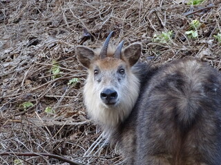 二ホンカモシカ