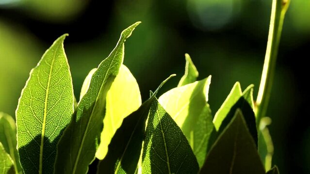 Laurel leaf.Bay leaf. Green laurel leaves on a green blurred background 4k footage
