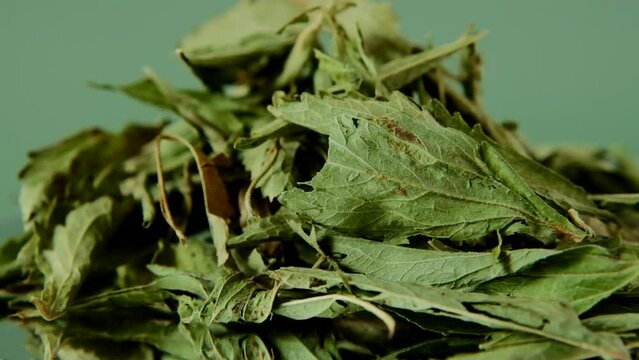 Stevia rebaudiana. dry stevia leaves on bright green background. 4k footage