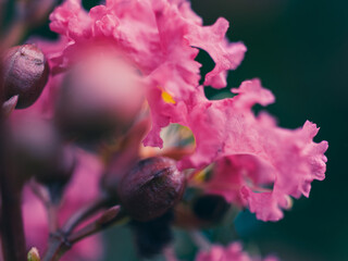 close up of a flower